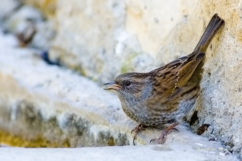 Dunnock