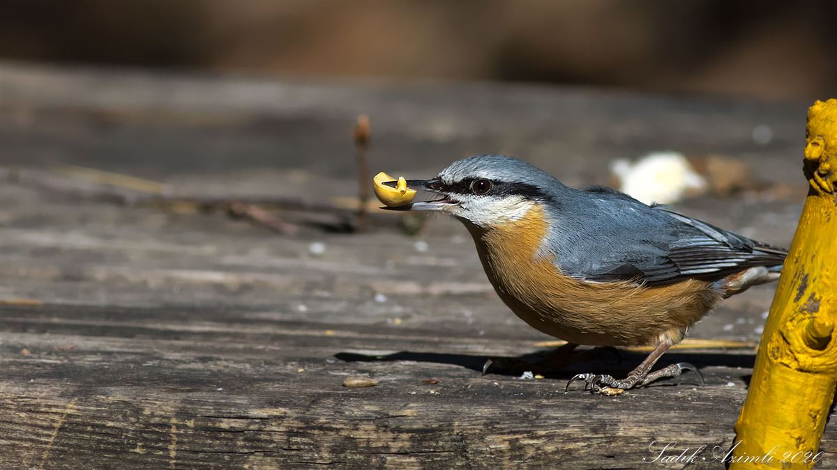 Eurasian Nuthatch