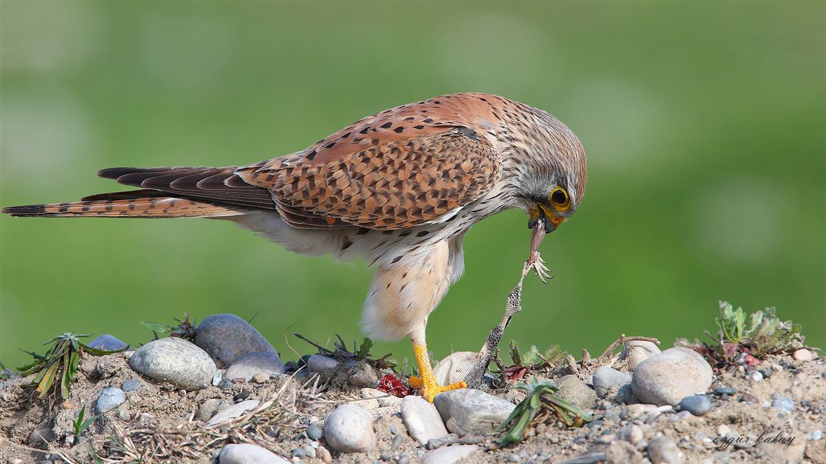 Common Kestrel