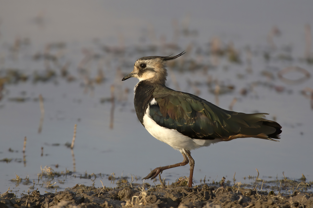 Northern Lapwing