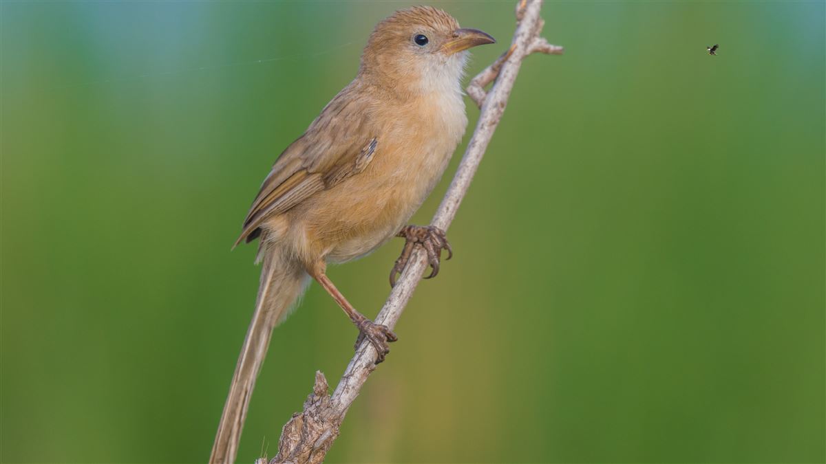 Iraq Babbler