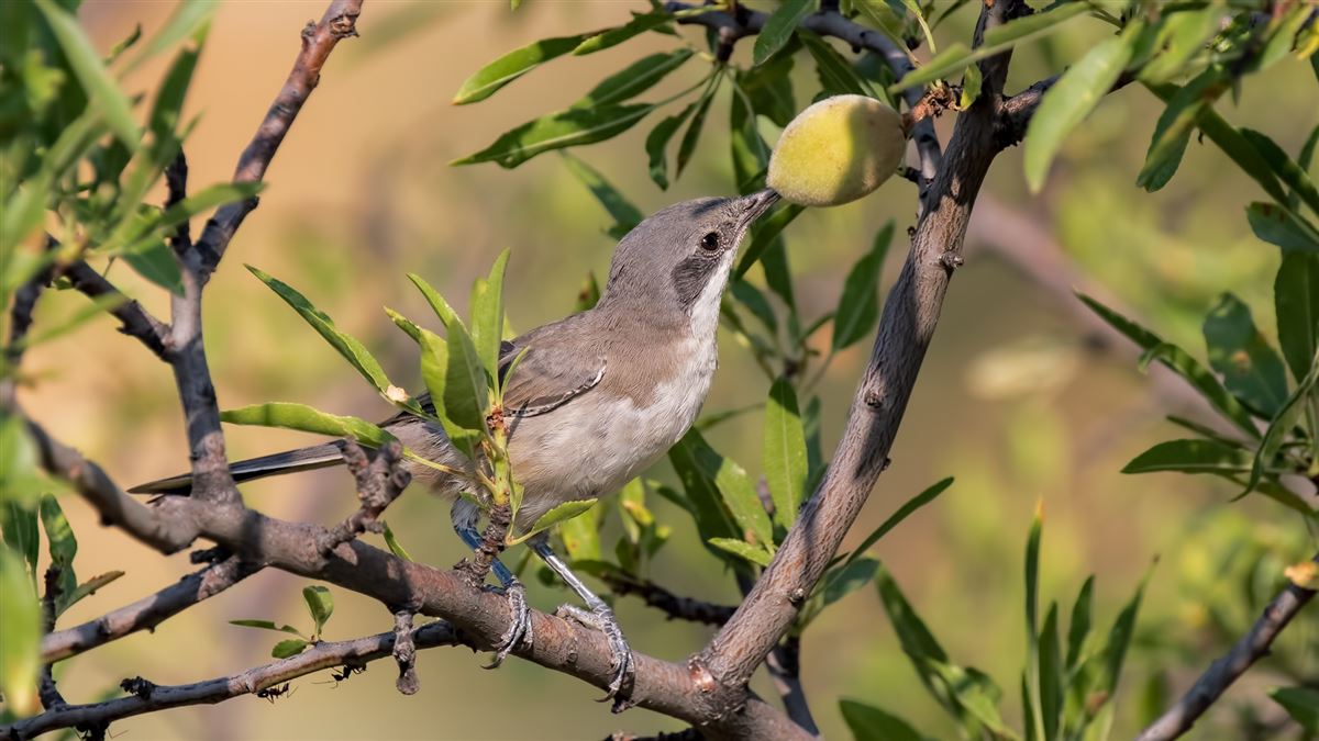 Eastern Orphean Warbler