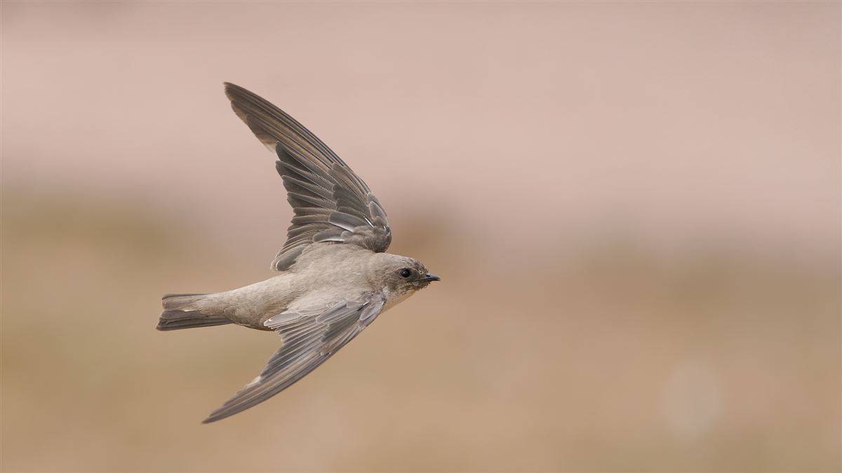Eurasian Crag Martin