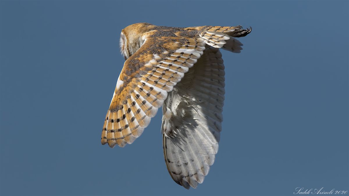 Western Barn Owl