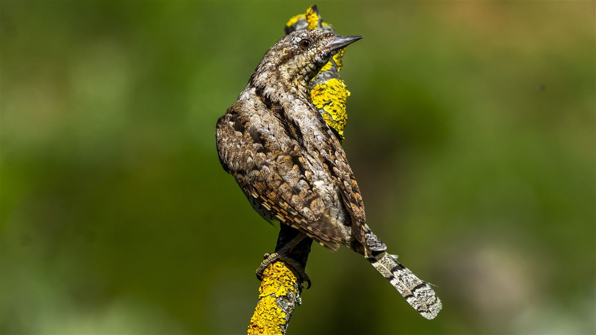 Eurasian Wryneck