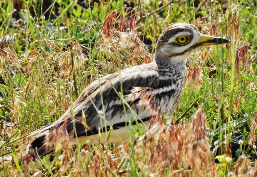 Eurasian Stone-curlew