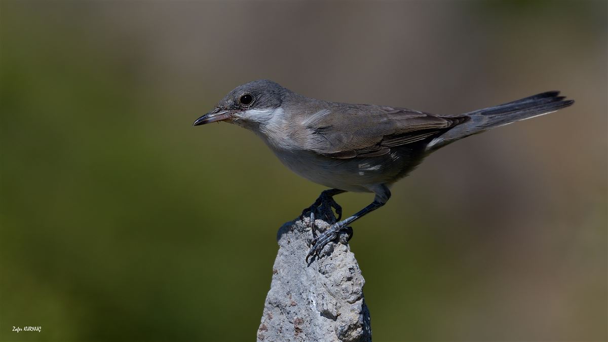 Eastern Orphean Warbler