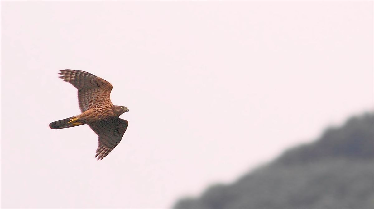 Northern Goshawk