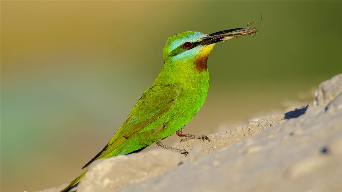 Blue-cheeked Bee-eater