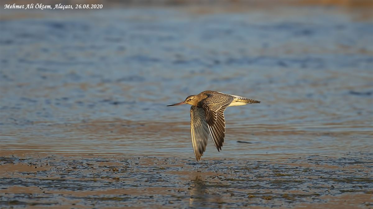 Bar-tailed Godwit