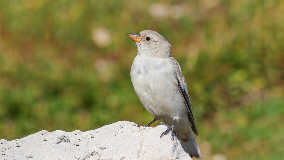White-winged Snowfinch