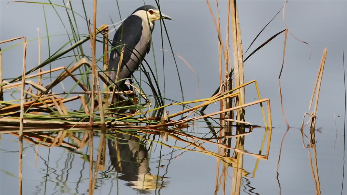Black-crowned Night Heron