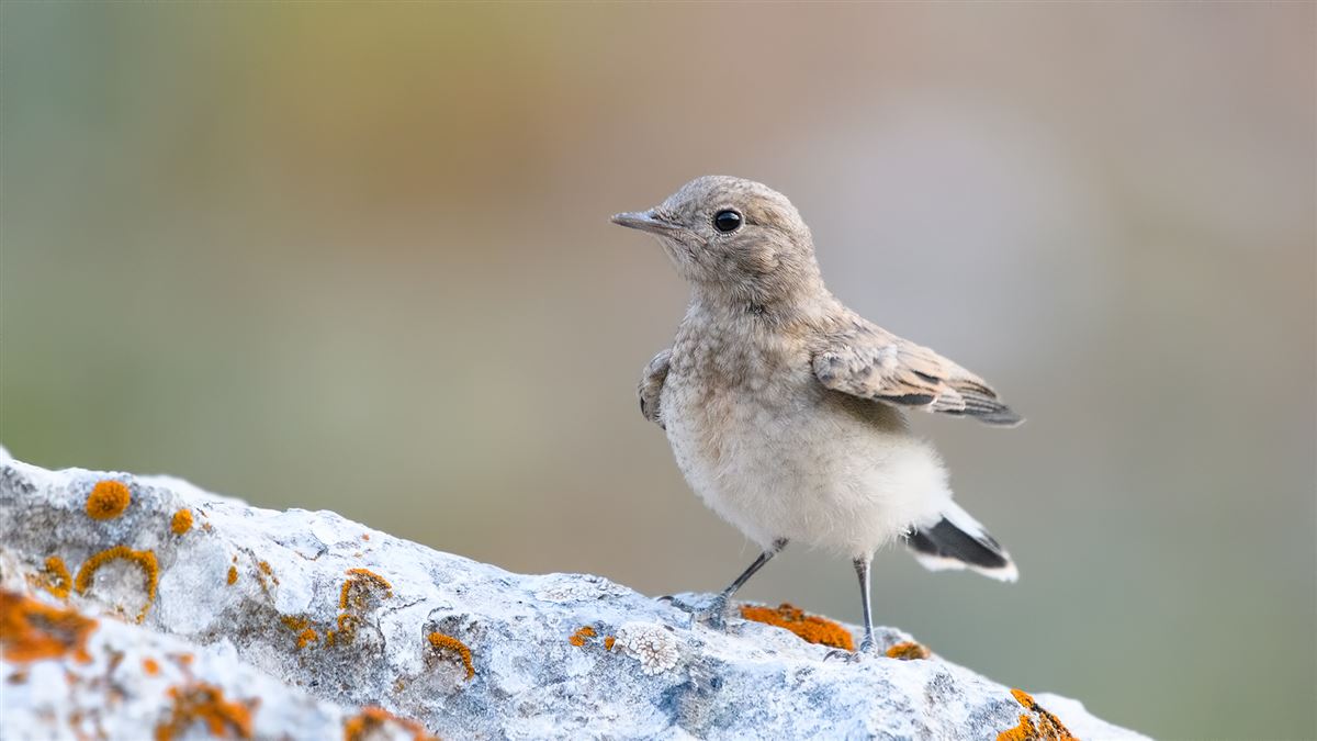 Northern Wheatear