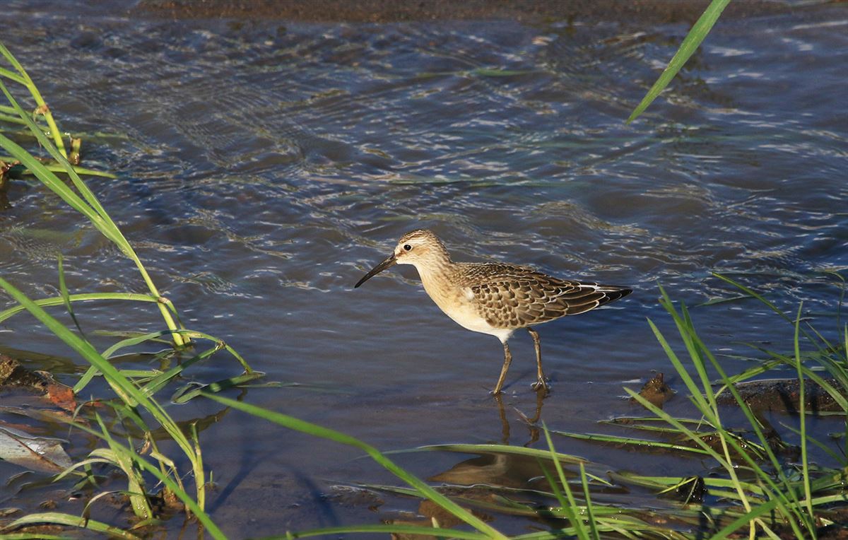 Curlew Sandpiper