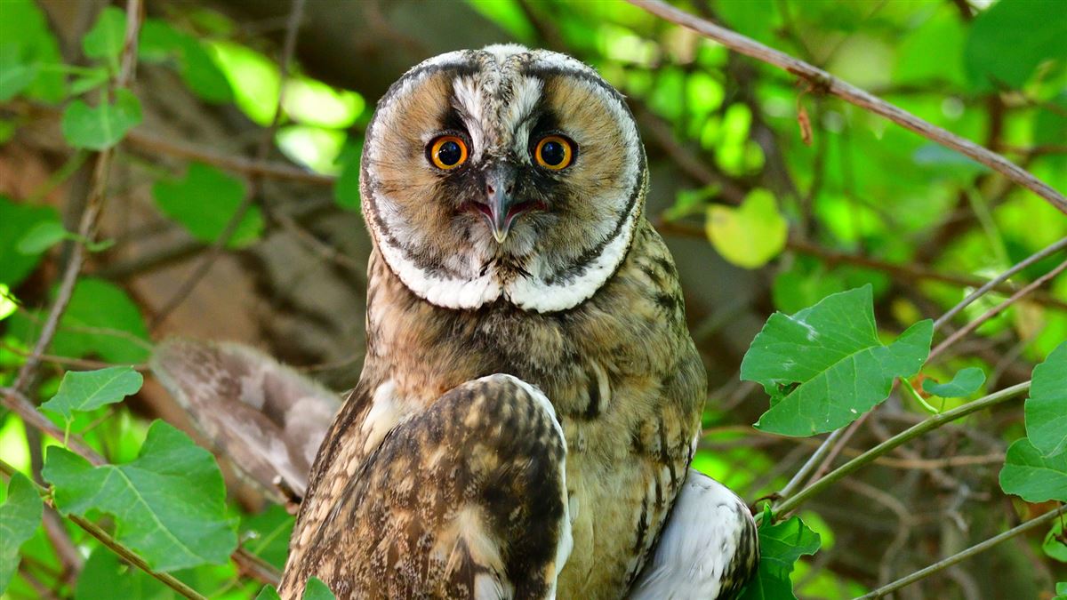 Long-eared Owl