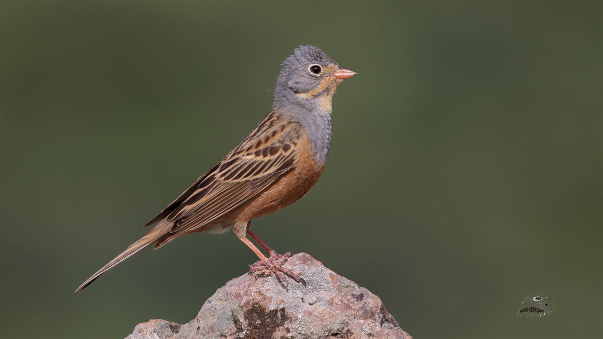 Cretzschmar`s Bunting