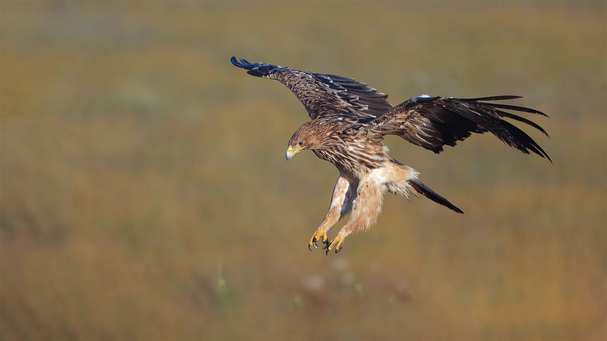 Eastern Imperial Eagle