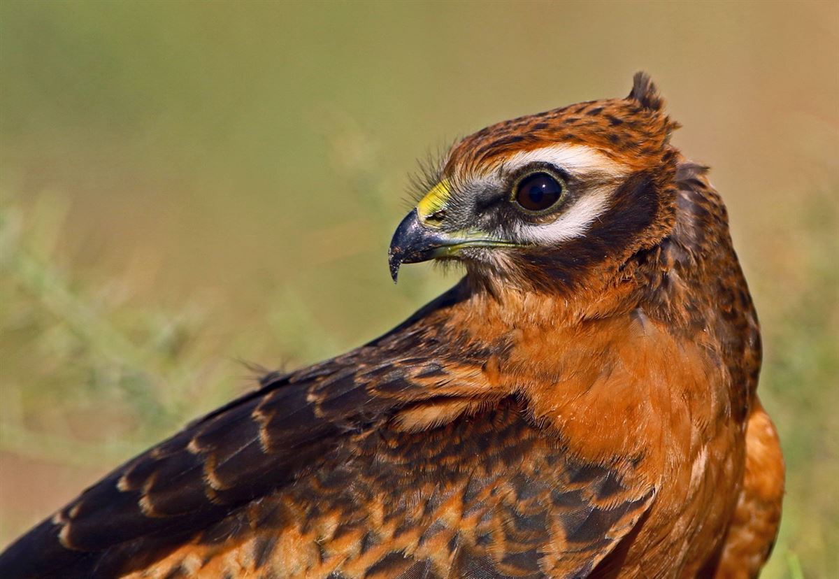 Montagu`s Harrier