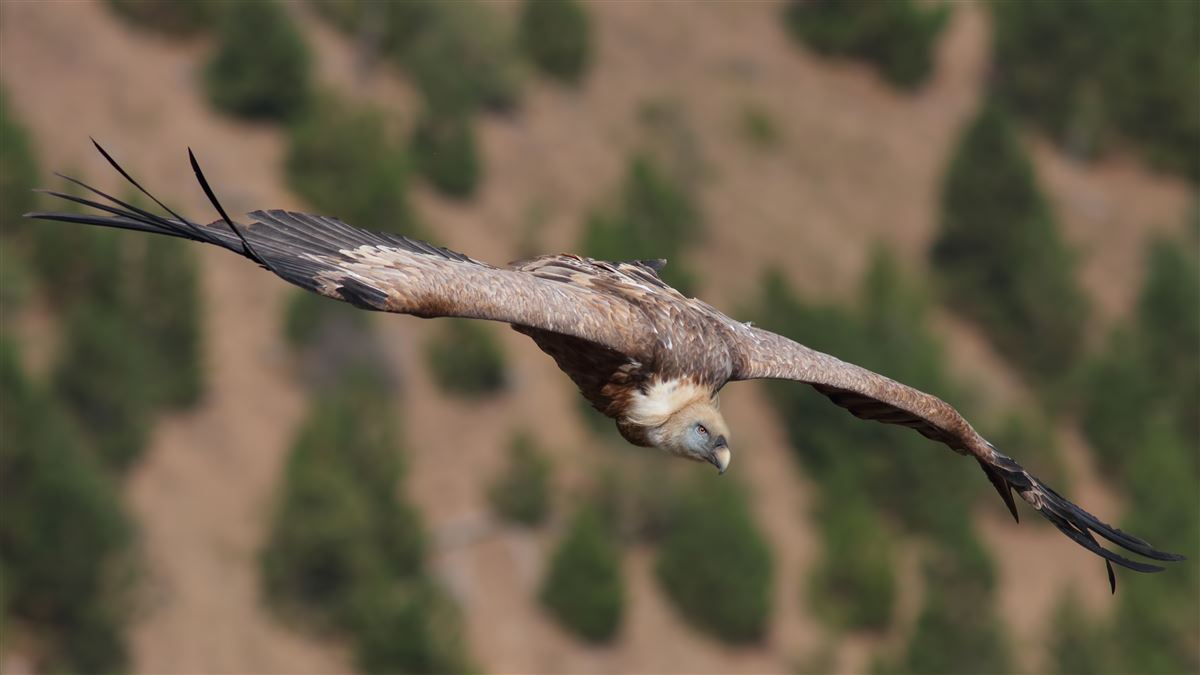Kızıl Akbaba