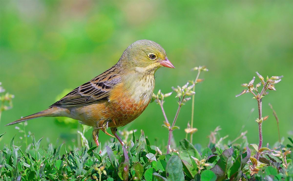 Ortolan Bunting