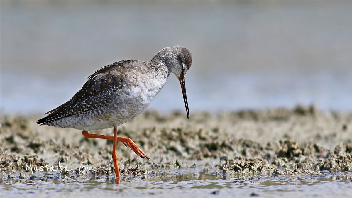 Spotted Redshank