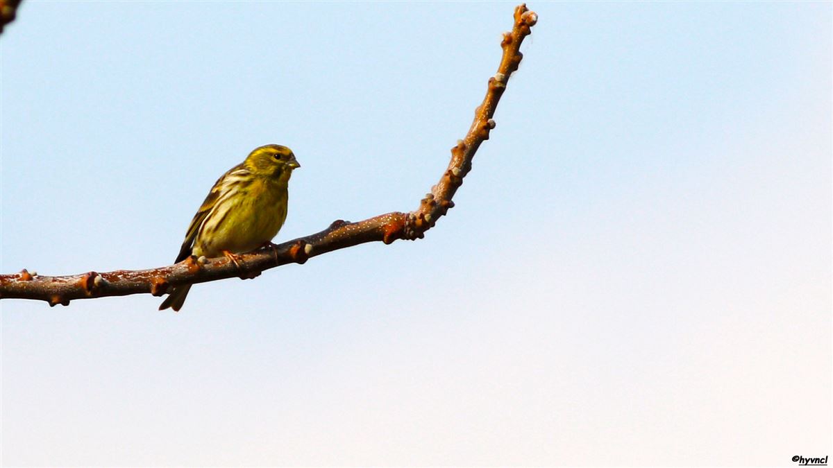Küçük İskete