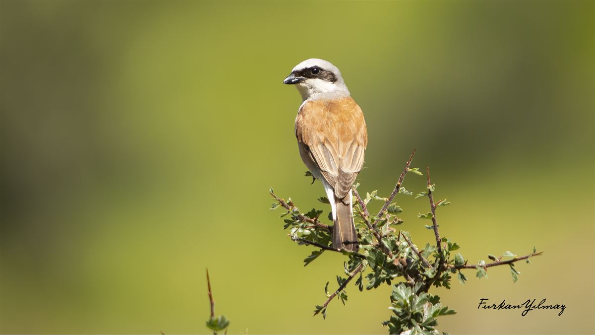 Red-backed Shrike