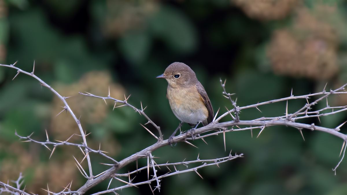 Red-breasted Flycatcher