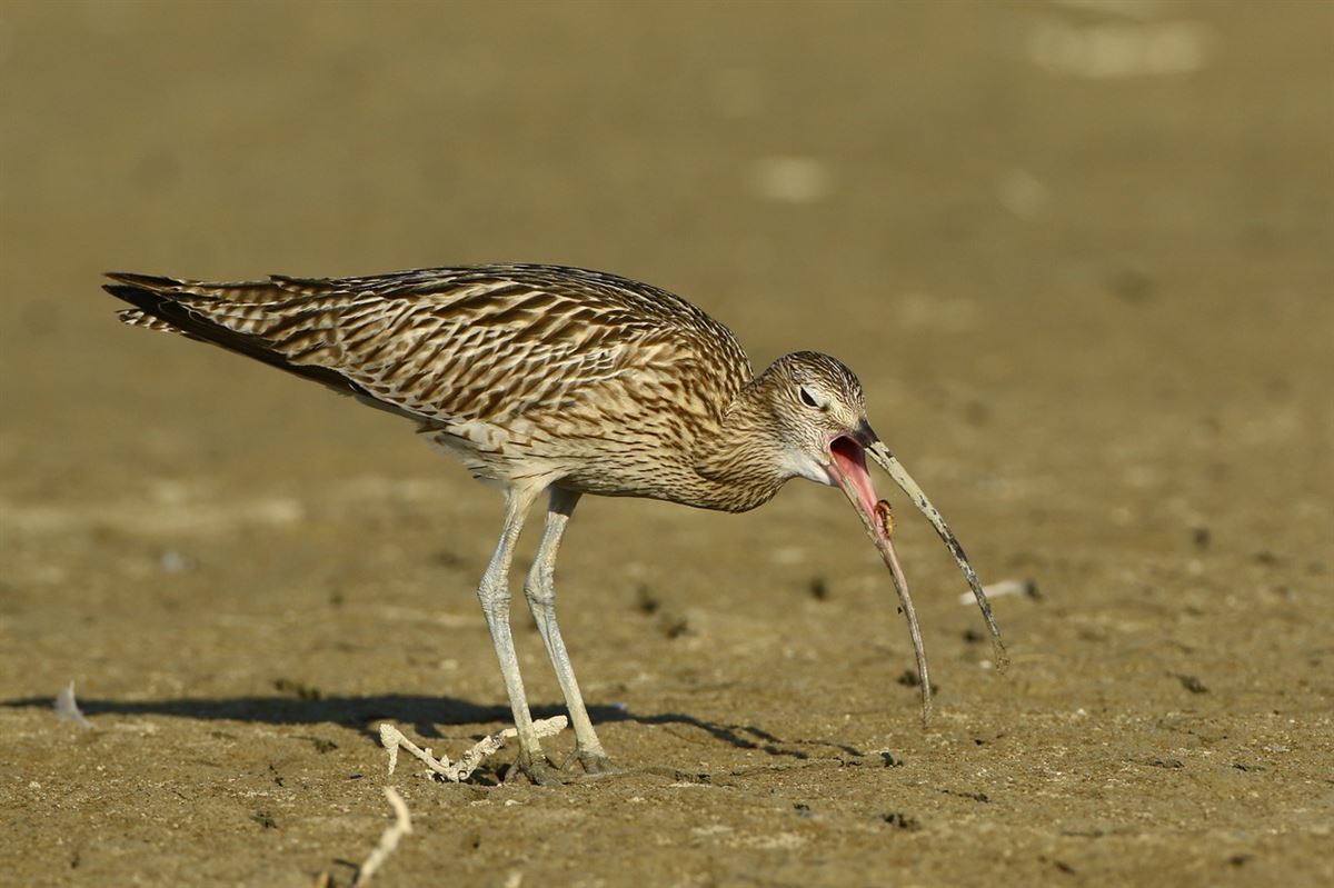 Eurasian Curlew