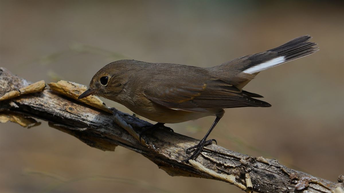 Red-breasted Flycatcher
