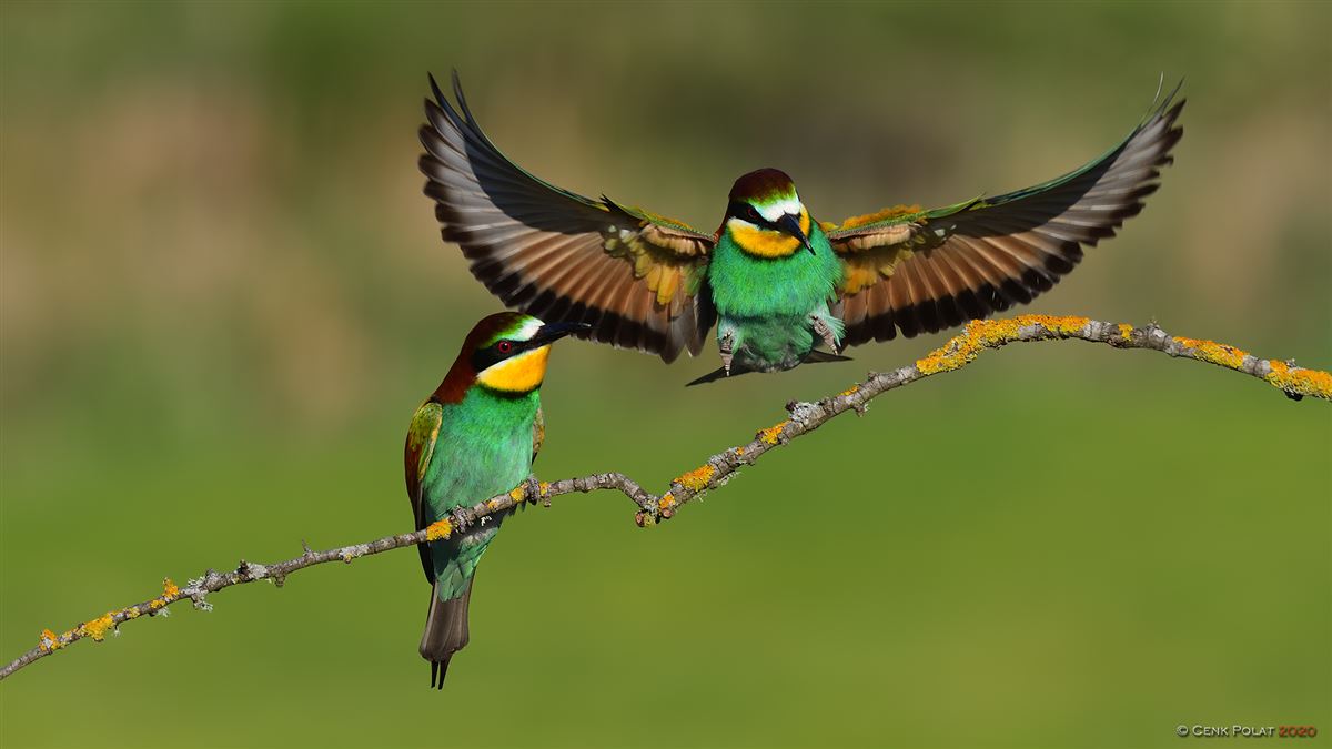European Bee-eater