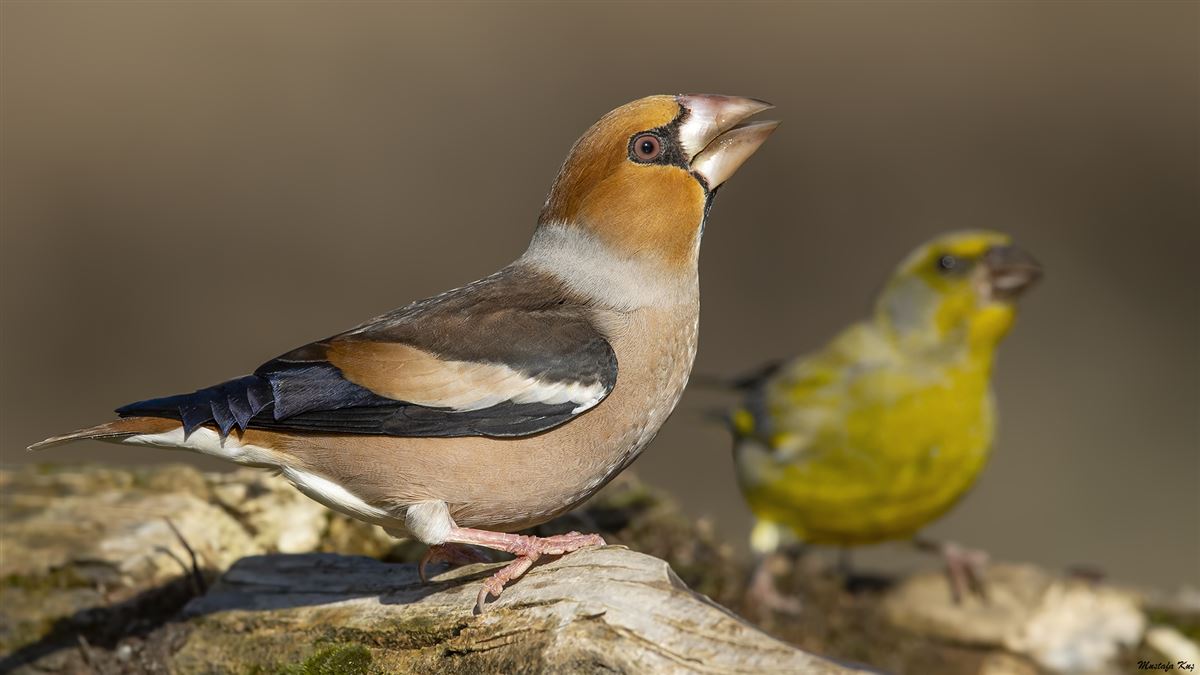 Hawfinch