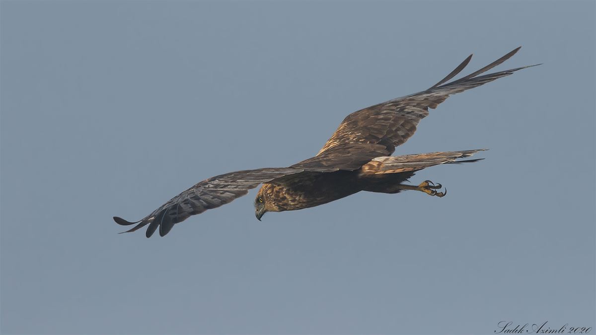 Western Marsh Harrier