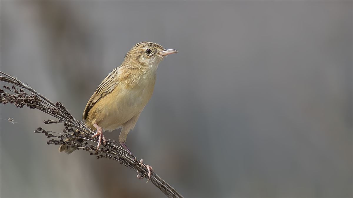 Zitting Cisticola