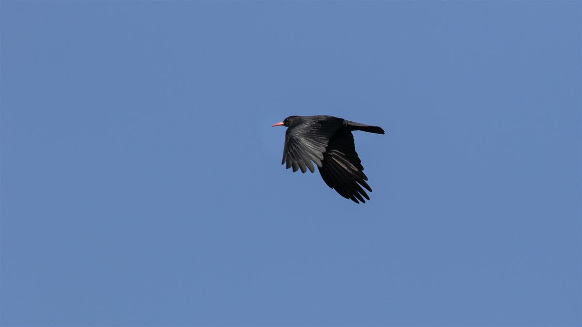 Red-billed Chough