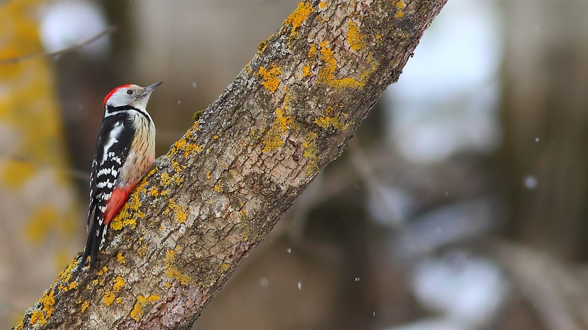 Middle Spotted Woodpecker