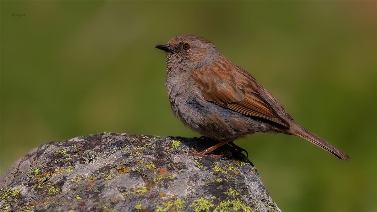 Dunnock
