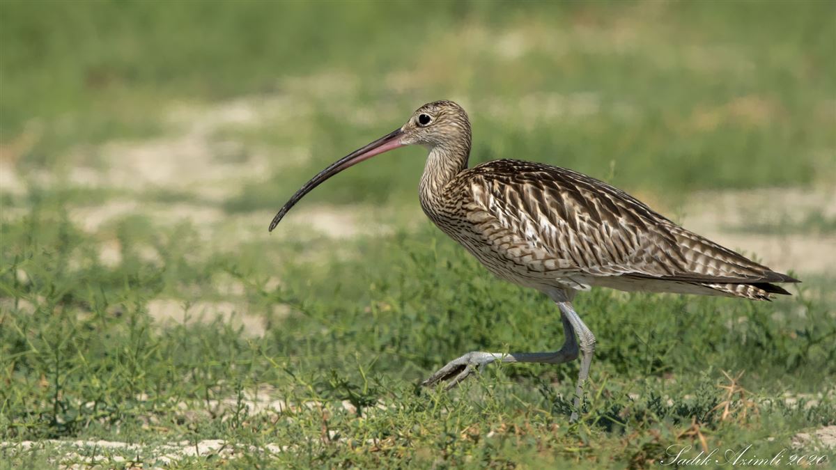 Eurasian Curlew
