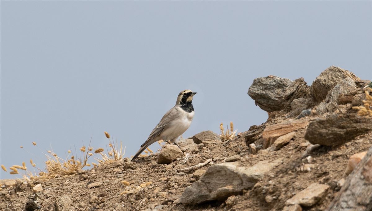 Horned Lark