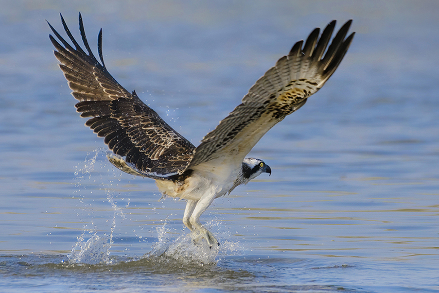 Osprey