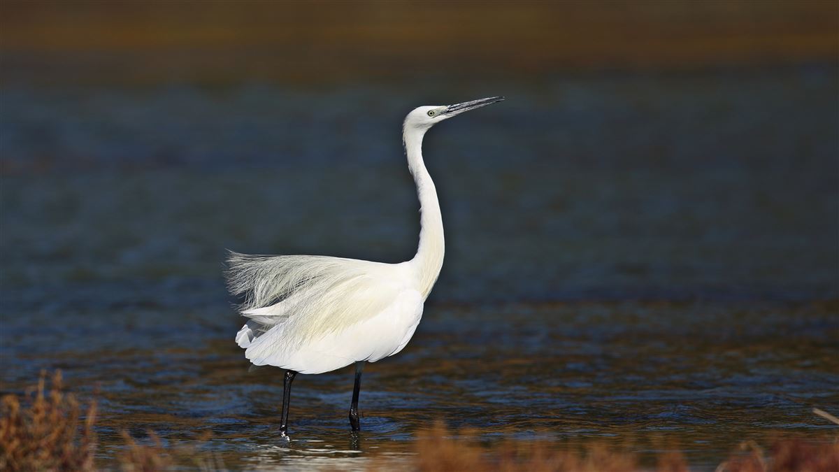 Little Egret