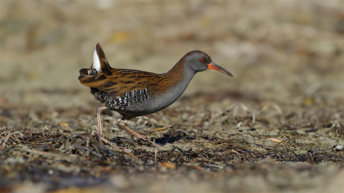 Water Rail