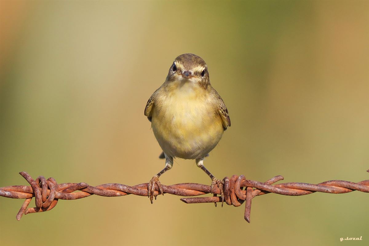 Willow Warbler