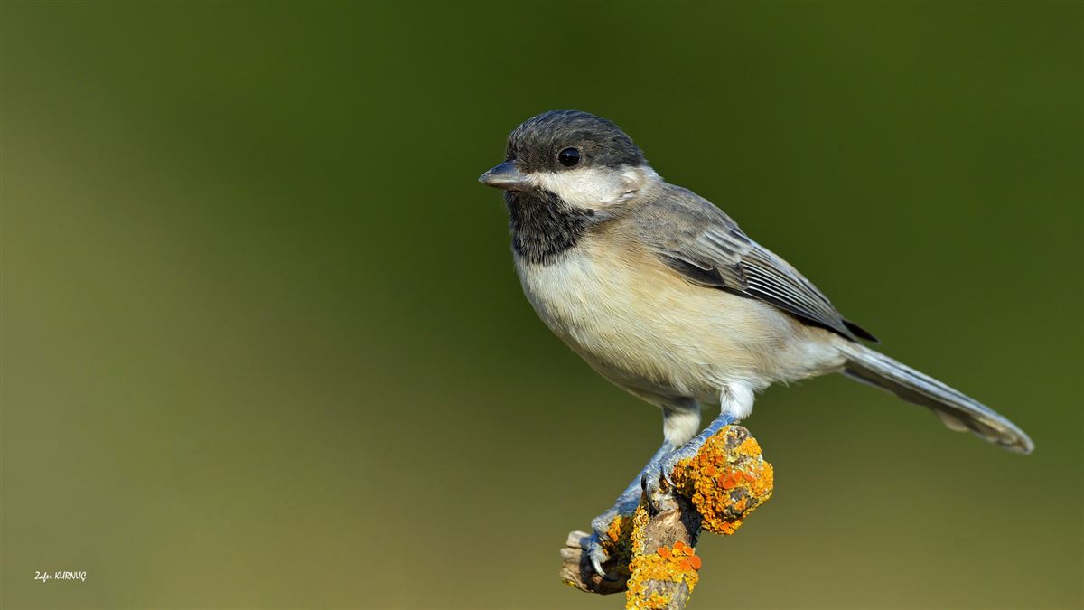 Sombre Tit