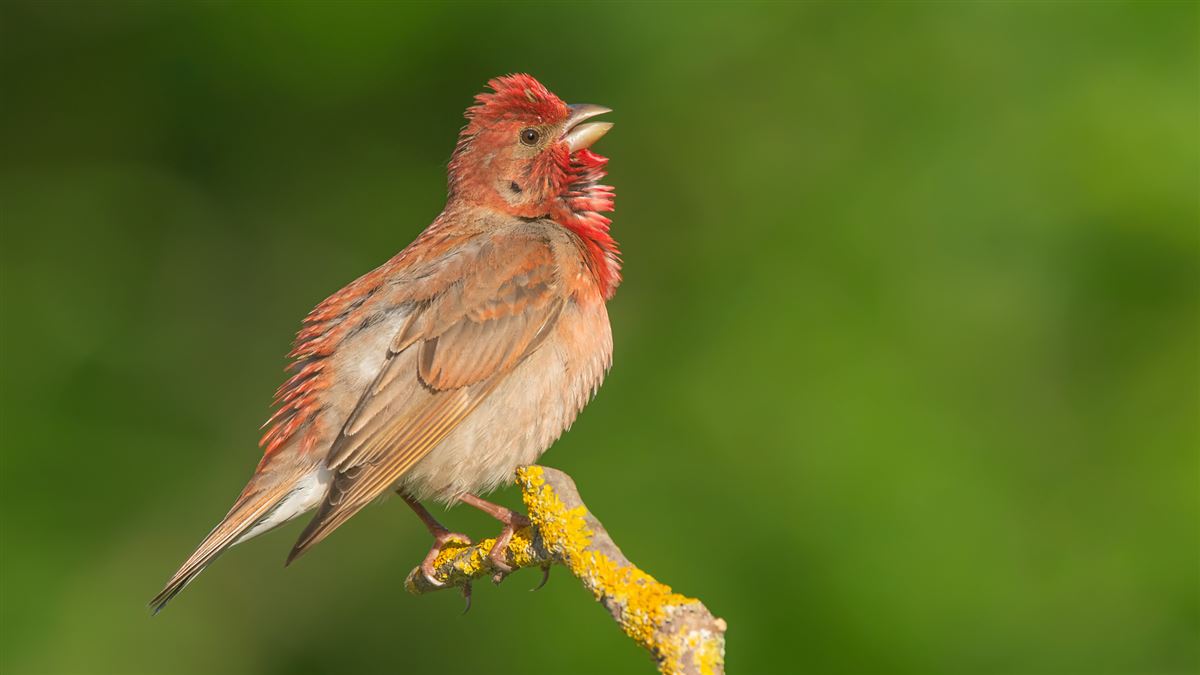 Common Rosefinch