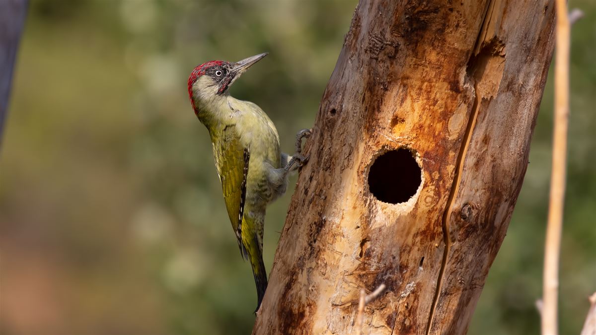European Green Woodpecker