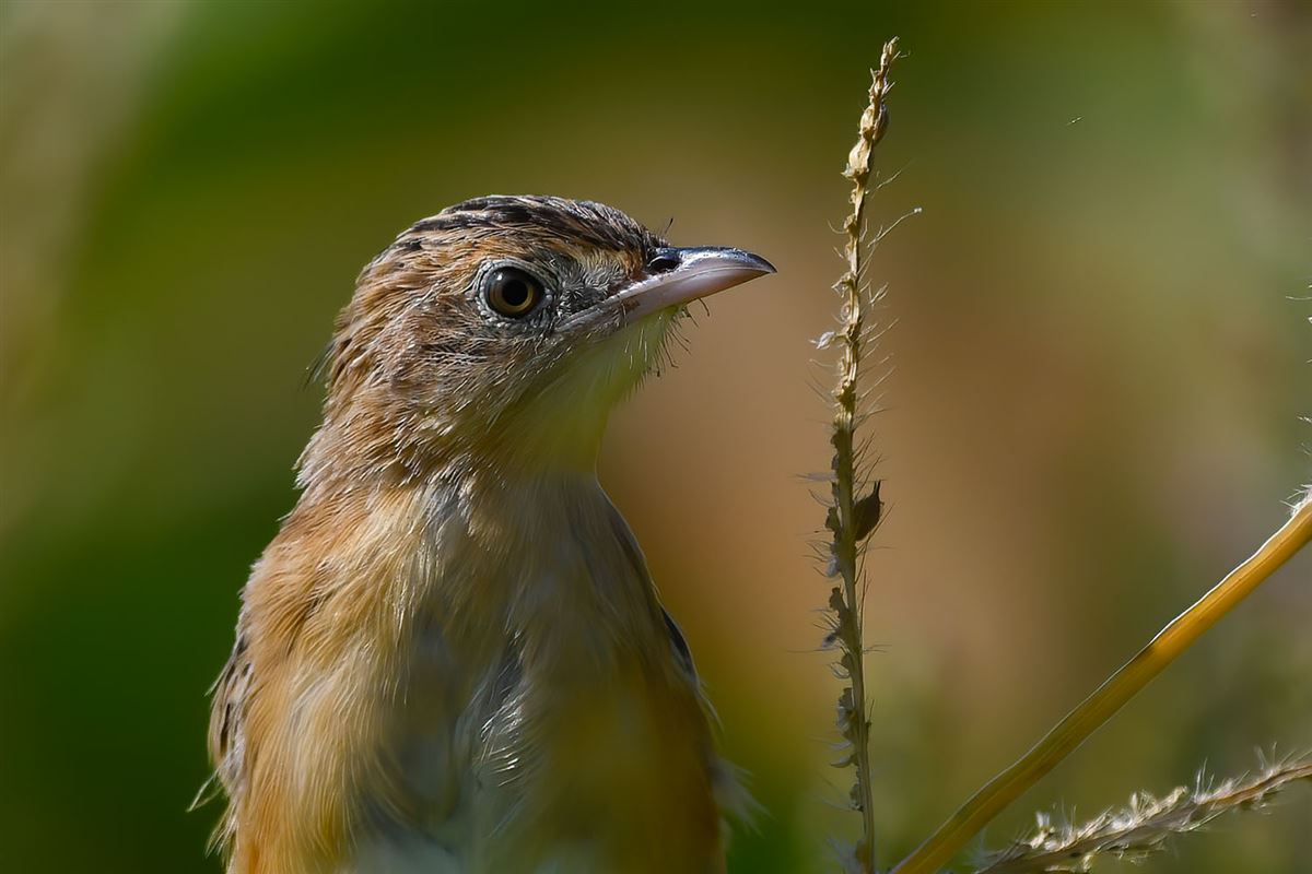 Zitting Cisticola