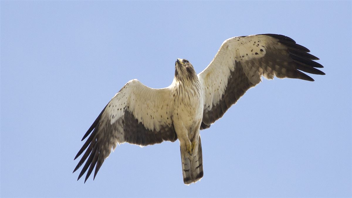 Küçük Kartal