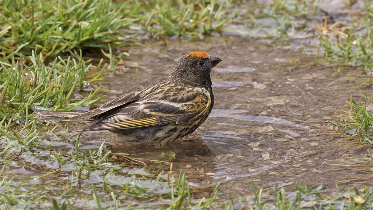 Red-fronted Serin
