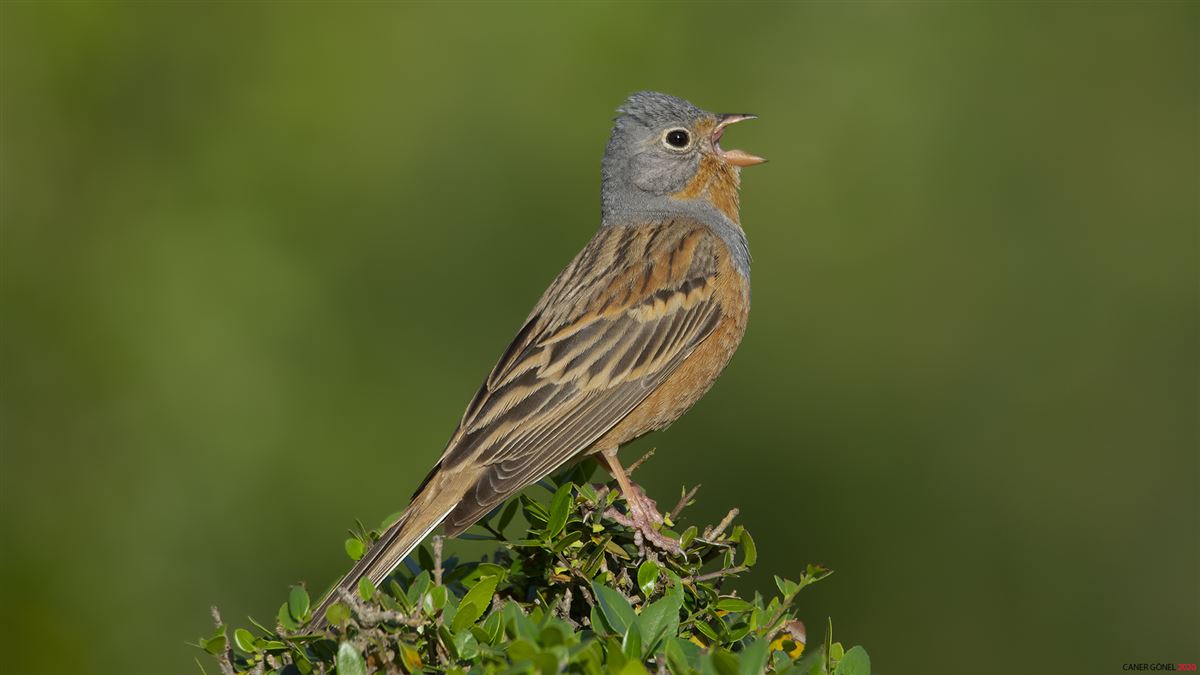 Cretzschmar`s Bunting